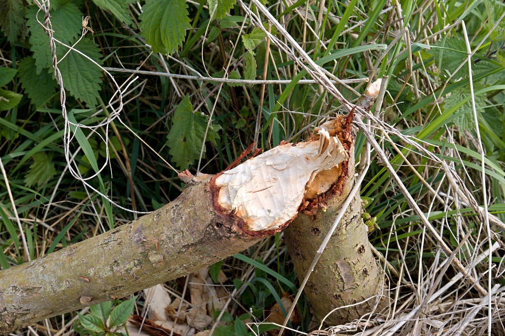 brabant biesbosch biesbos nationaal park natuurgebied natuur bevers eendenkooi rondvaart recreatie